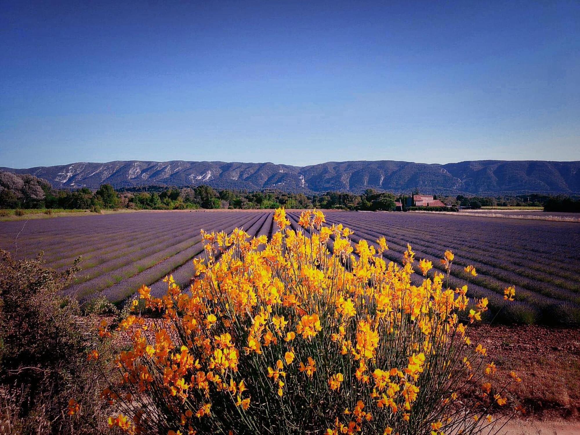 Le Mas De Roussillon Roussillon en Isere Exteriör bild